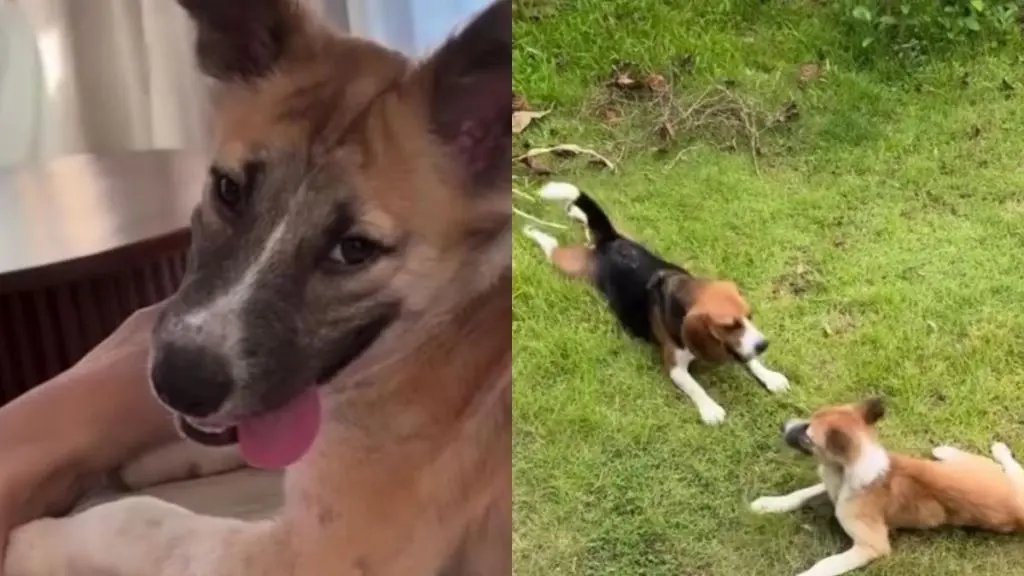 From Abandoned Stray to Beloved Family Companion