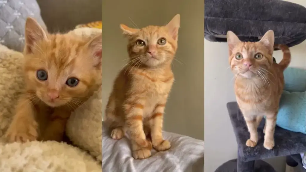 From Tiny Bundle to Feline: A Ginger Cat’s Rapid Growth