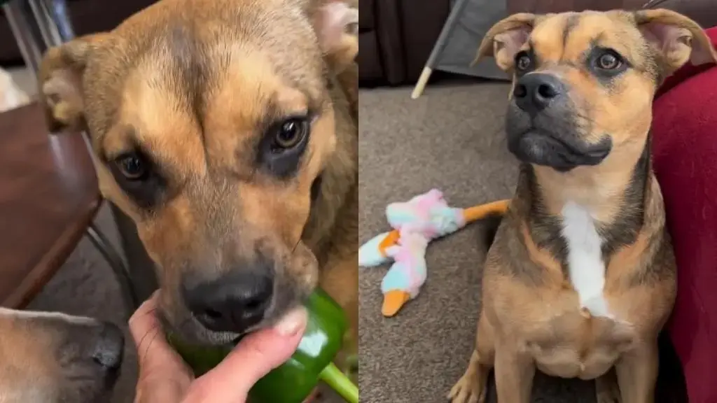Garden‑Guardian Dog Turns Veggie Heist Into Playful Return Ritual