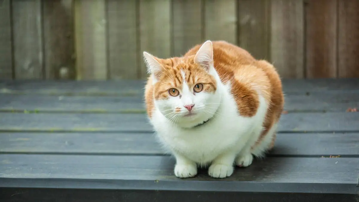 Fat Cat Uses Hilarious Tactics to Summon Ignored Waitress