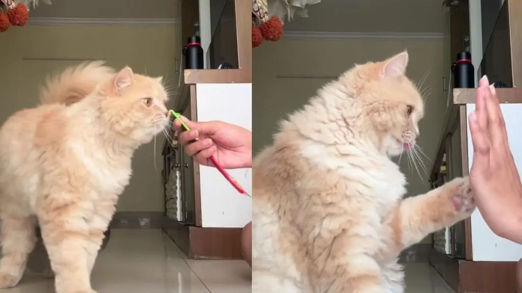 Owner Trains Cat to Perform Five Dog-Like Tricks Using Simple Treats