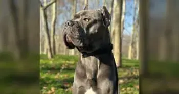 Gentle Cane Corso puppy abandoned for lacking aggression finds new purpose