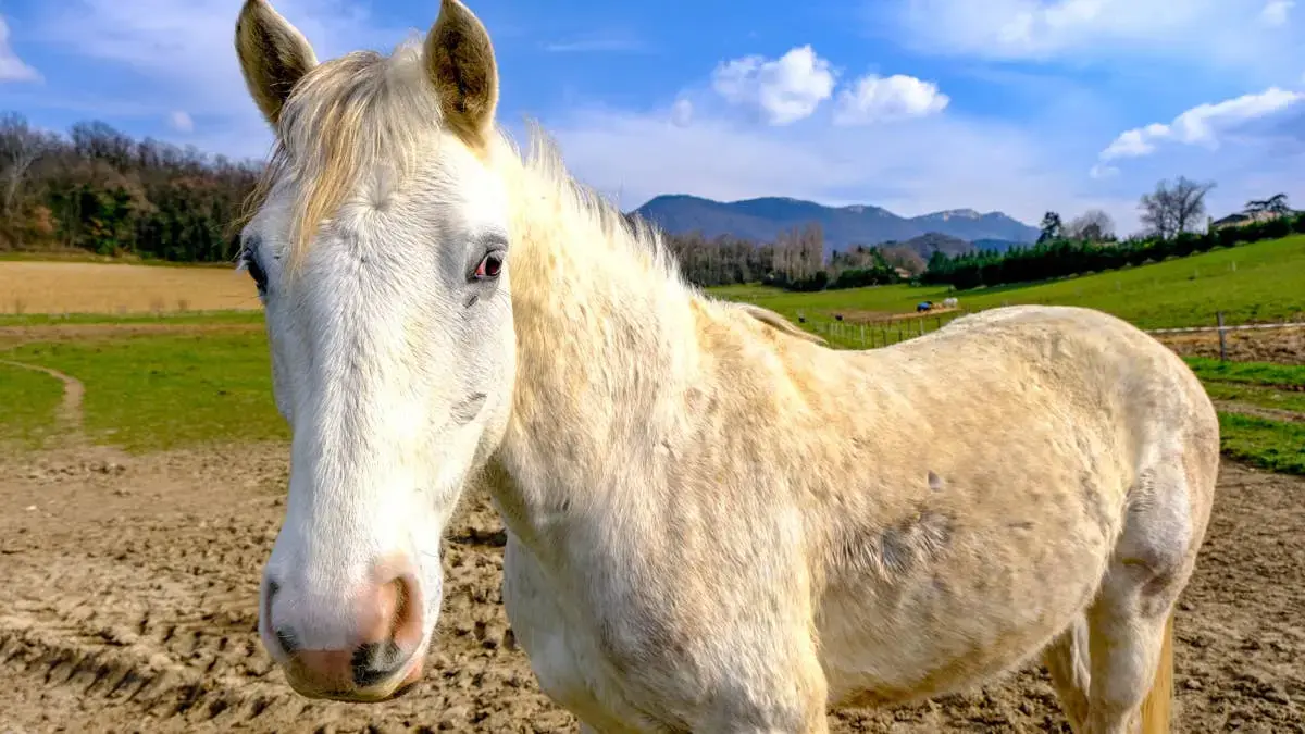 Gentle Mare Agatha Melts for Tiny Kitten in Heartwarming First Meeting
