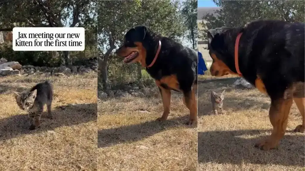 Gentle Rottweiler Meets Tiny Kitten In Texas