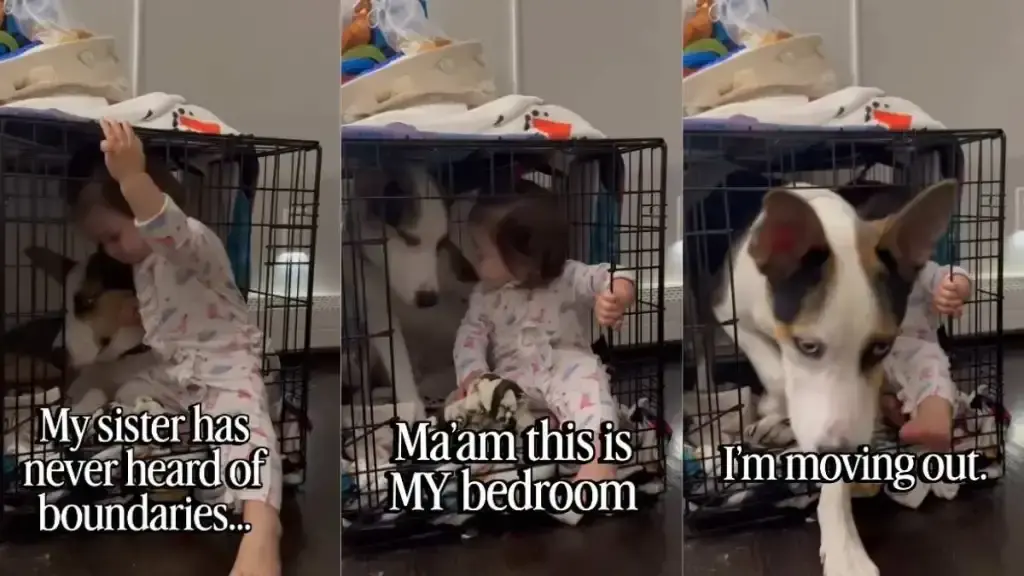Gentlemanly Husky Mix Relinquishes Private Quarters to New Baby Sister