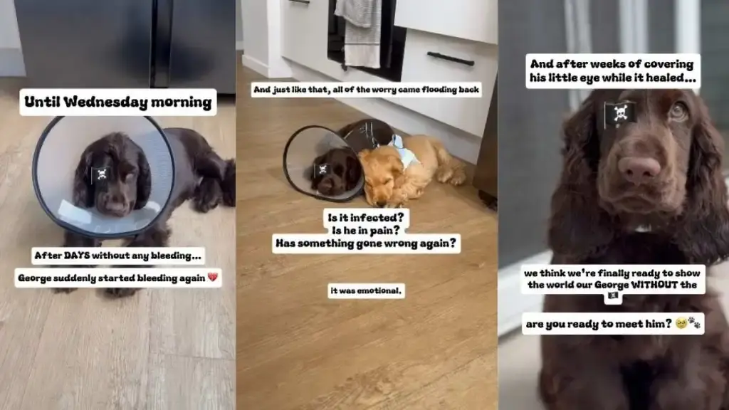 George the Cocker Spaniel Sheds Cone and Reunites With Playmate