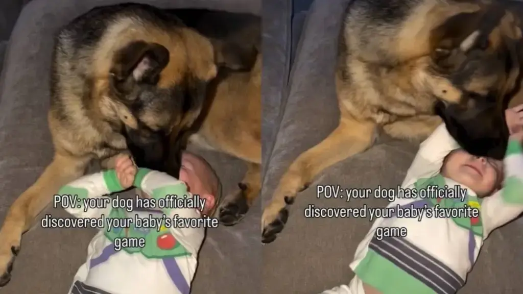 German Shepherd Finds Winning Move to Make Baby Laugh
