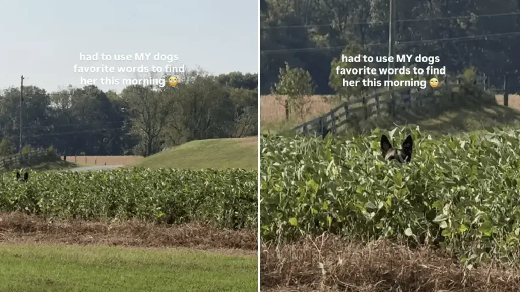 German Shepherd Ignores Owner’s Calls Until Specific Name Is Used