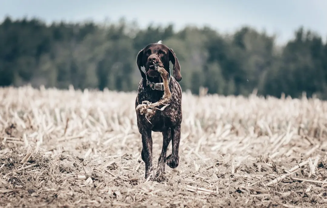 German Shorthaired Pointer Expresses Clear Disapproval of Late Night Routine
