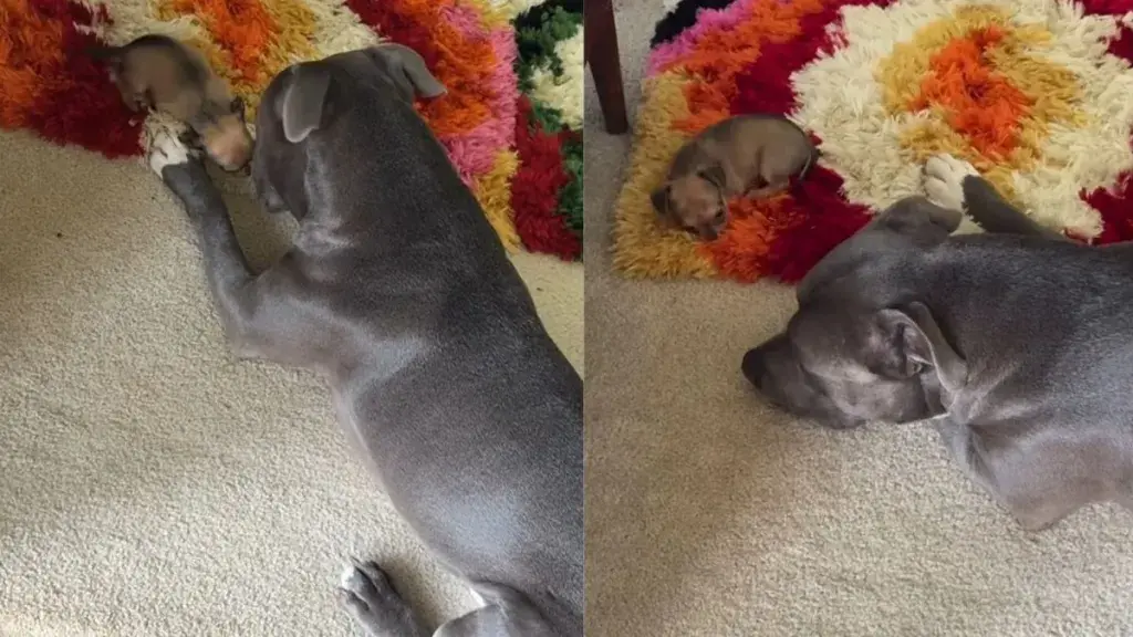 Giant Dog and Tiny Puppy Form Instant Bond in Viral Video