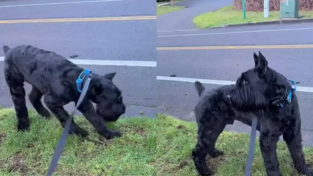 Giant Schnauzer Reacts Strongly To Another Dog's Turf Marking