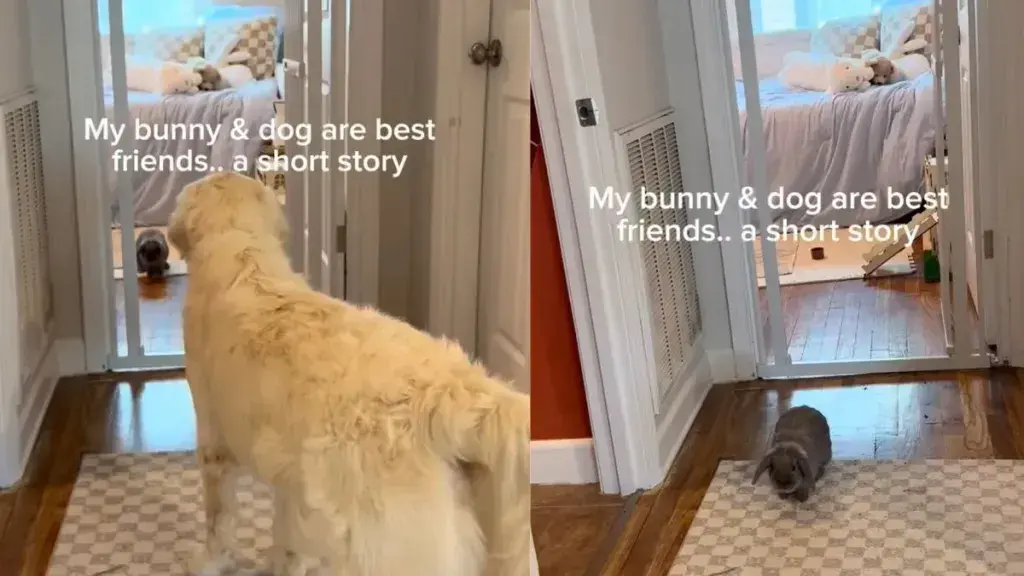 Golden Retriever and Bunny Show That Friendship Knows No Species