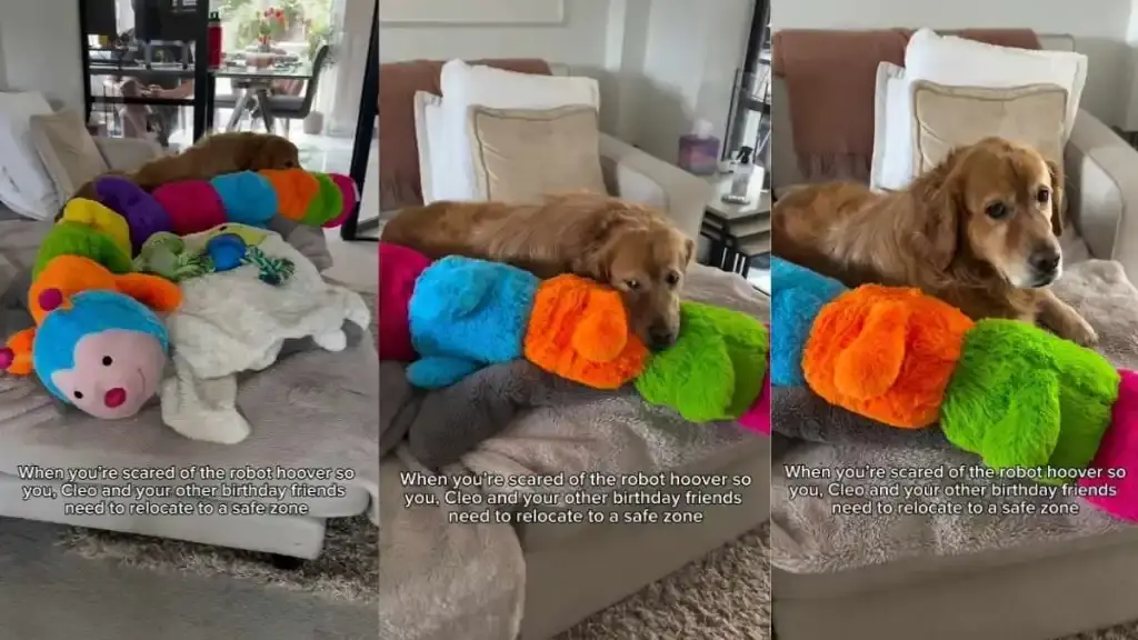 Golden Retriever Hides Toys to Escape Roaming Robot Vacuum