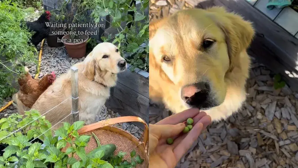 Golden Retriever Waits Patiently for Garden Peas in Viral Video