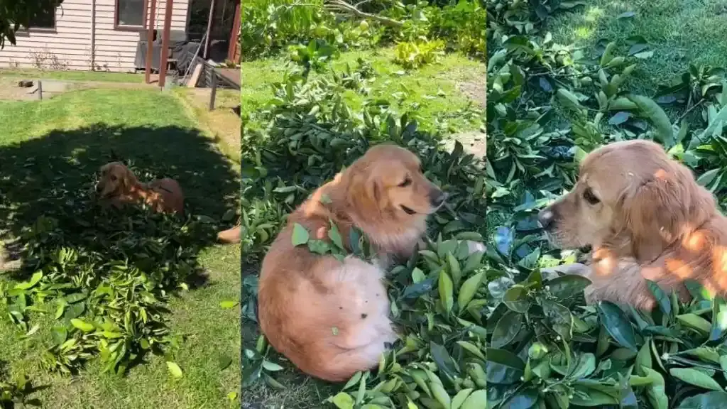 Golden Retriever Becomes One With the Autumn Leaves
