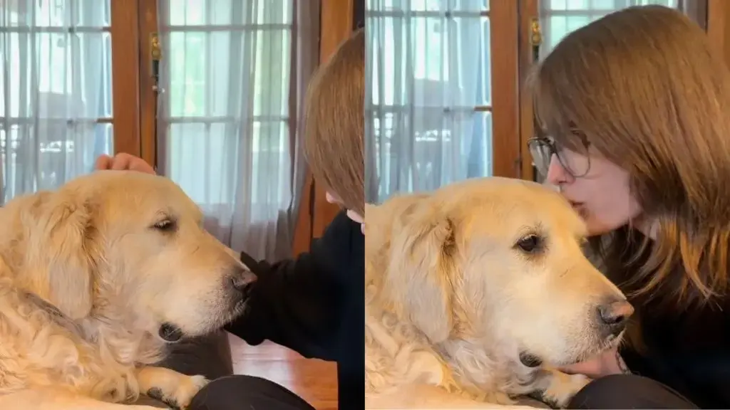 Golden Retriever Bruce Receives Heartfelt Adoption Tale from His New Owner