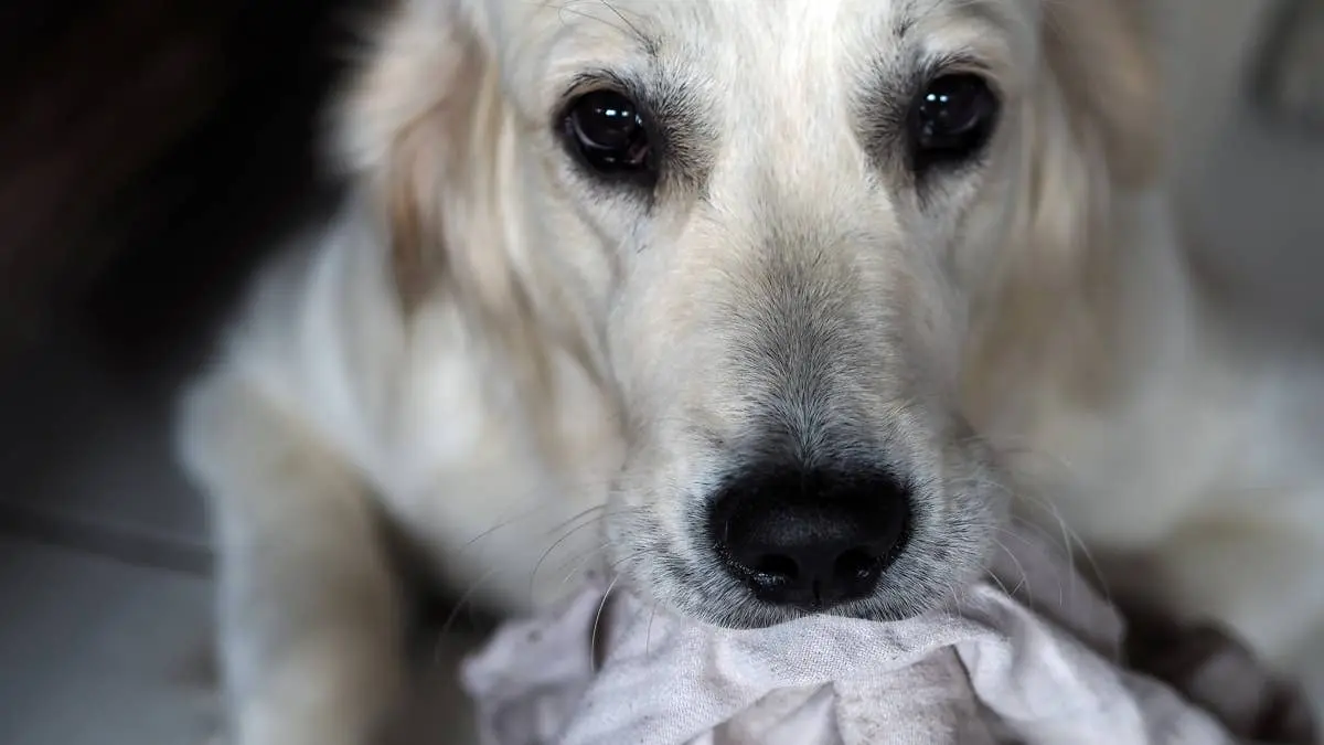 Golden Retriever Delivers Toys and Odd Gifts to Soothe Crying Foster Puppies
