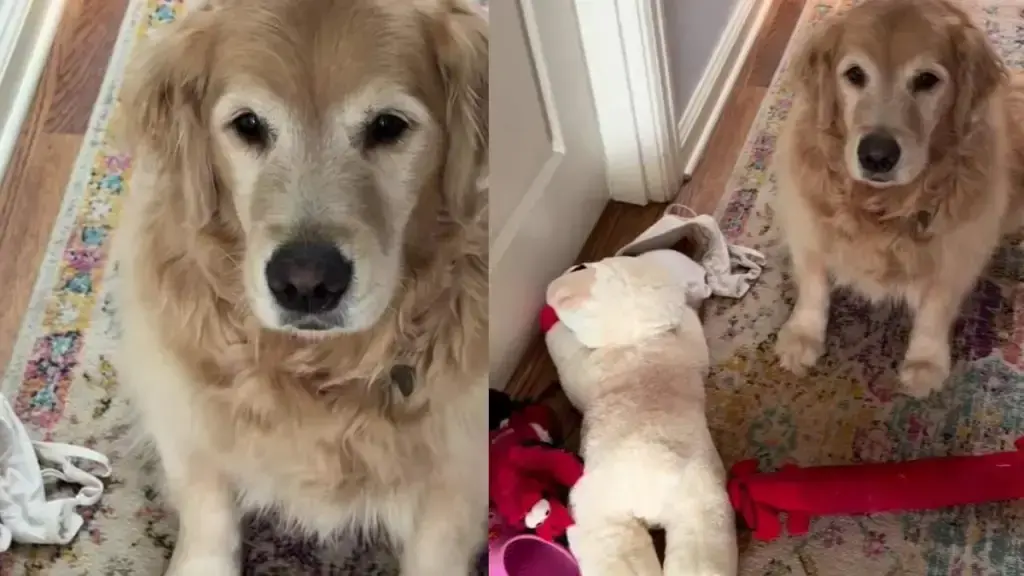 Golden Retriever Comforts Distressed Foster Puppies with Surprise Gift