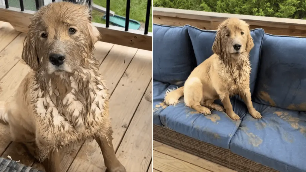 Golden Retriever Confesses to Mess in Unlikely Honesty