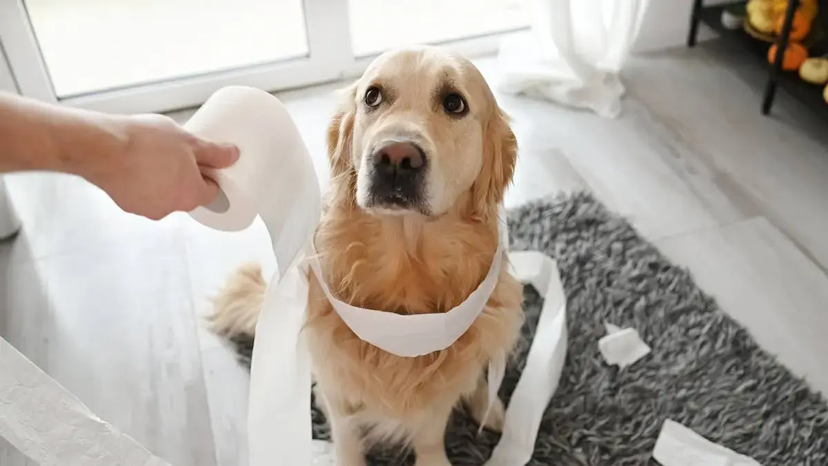 Golden Retriever Fails Security Test by Befriending Home Intruder