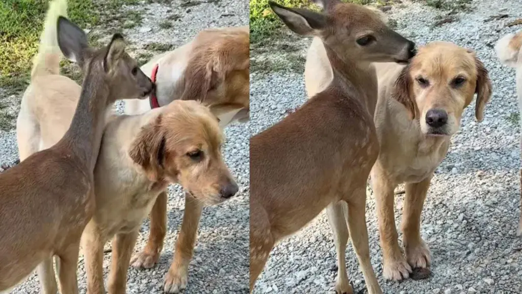 Golden Retriever Forms Sweet Bond With Local Deer