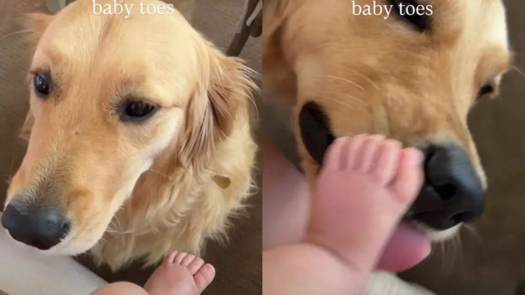 Golden Retriever Gently Kisses Baby’s Tiny Toes in Viral Video