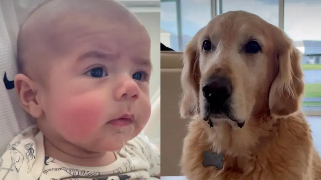 Golden Retriever Gets Credit as Baby Mimics Its Silly Trick