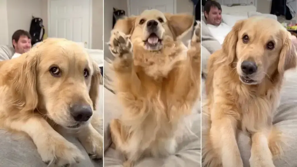 Golden Retriever Gives Mom and Dad an Earful After They Cross a Line