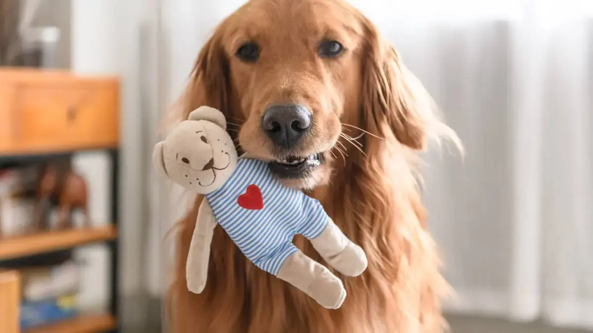 Golden Retriever Greets Burglar with Toy Instead of Barking