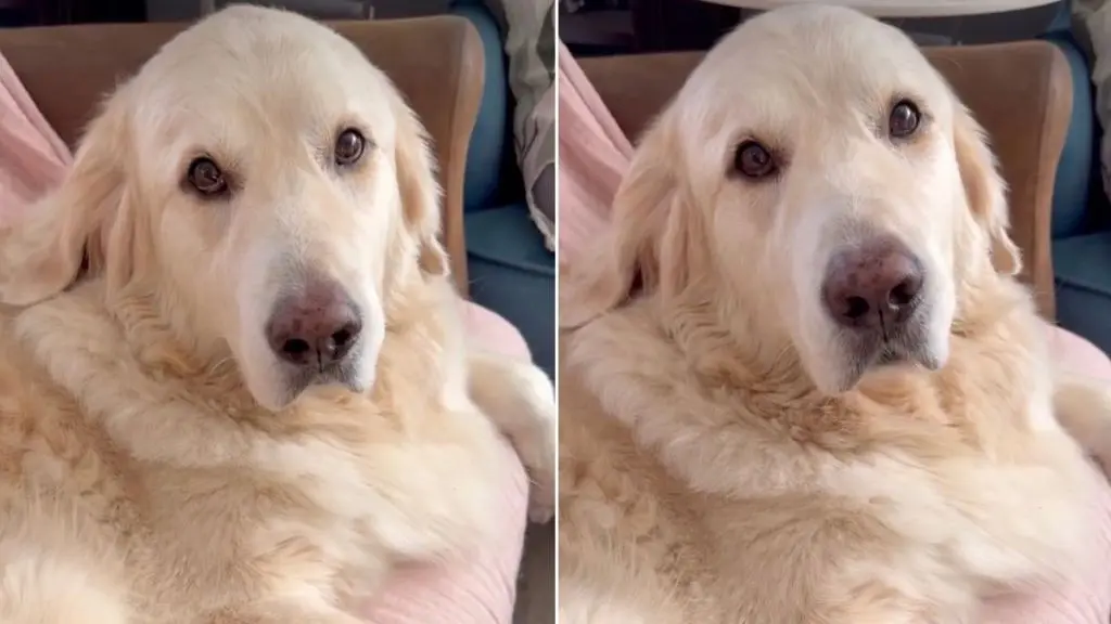 Golden Retriever Gus Masters the Art of Begging for Extra Waffles