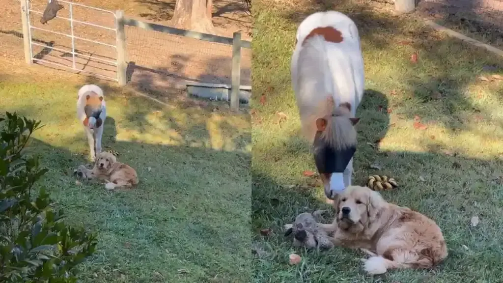 Golden Retriever Ignores Pony Nibbling His Fur During Nap