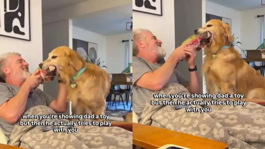 Golden Retriever Offers Toy to Owner, Who Instantly Steals the Show