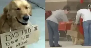 Golden Retriever Jackson Impresses Community After Rapid Training