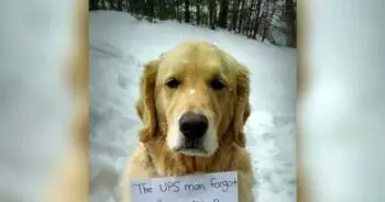 Golden Retriever Turns UPS Delivery into Town‑Wide Adventure