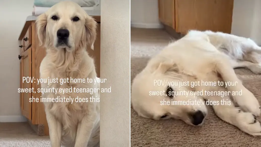 Golden Retriever Flops Over for Belly Rubs Like Her Parents Have Hours to Make Up For