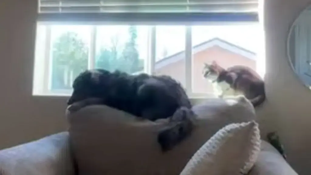 Golden Retriever Mix Mimics Cat Habits After Living With Feline Roommate