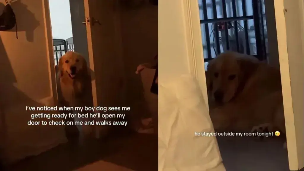 Golden Retriever Opens Door to Check on Mom Then Pauses Before Walking Away