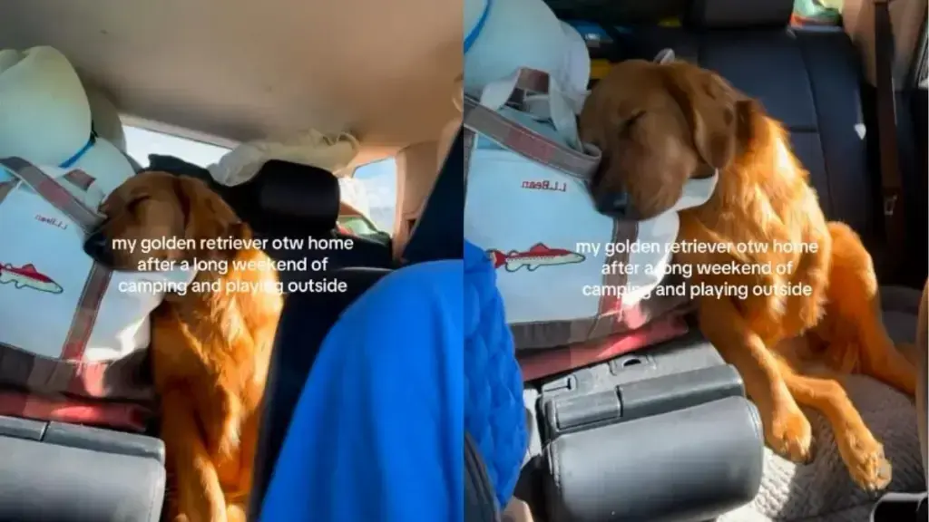 Golden Retriever Passes Out in Car After Exhausting Camping Adventure