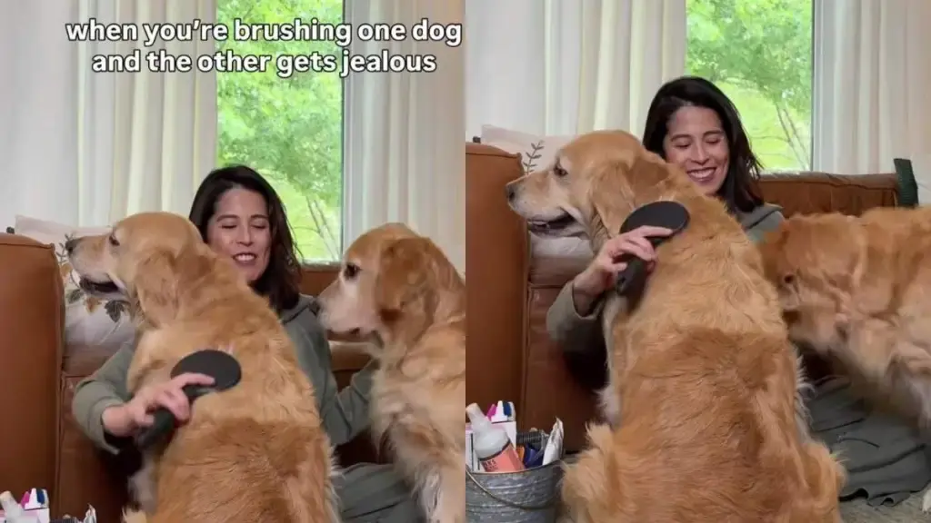 Golden Retriever Demands Attention While Sister Gets Groomed