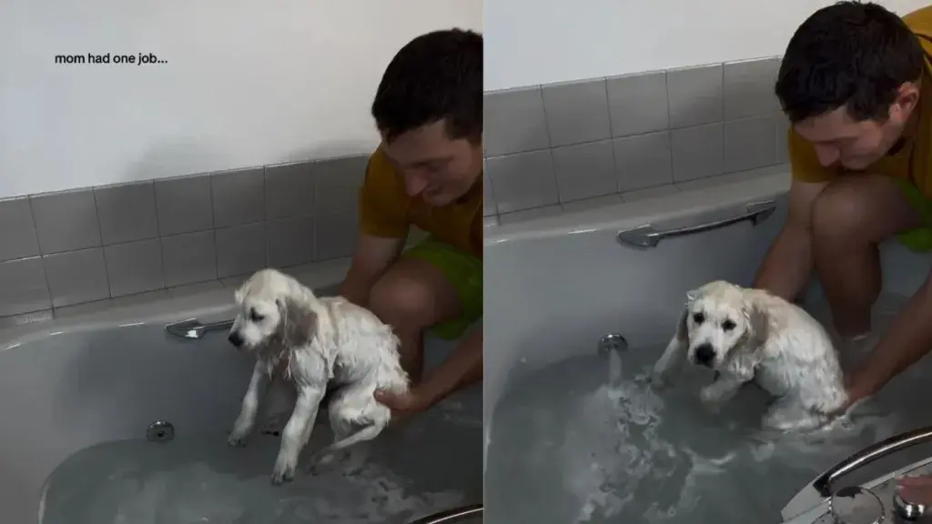 Golden Retriever Puppy Encounters Suds For The Very First Time