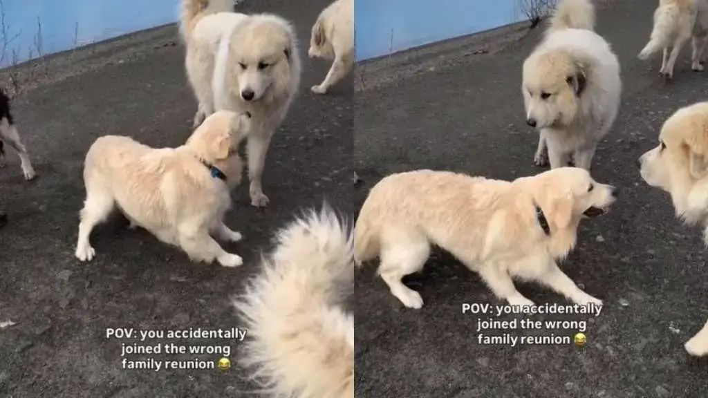 Golden Retriever Puppy Crashes an Unfamiliar Family Reunion