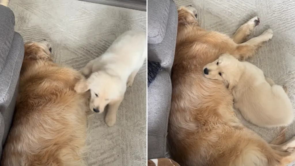 Golden Retriever Puppy Finds Perfect Spot Beside His Big Brother