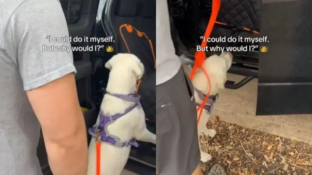 Golden Retriever Puppy Prefers Dad's Lift Over Climbing In Alone