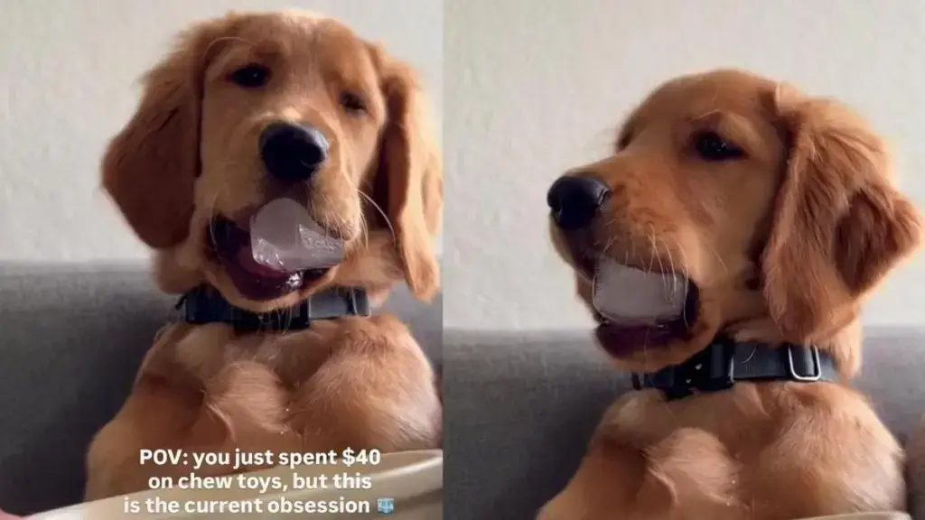Golden Retriever Puppy Prefers Ice Cube Over Expensive Toys
