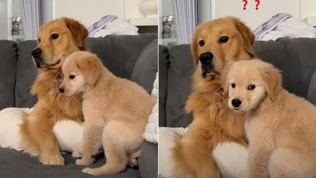 Golden Retriever Puppy Stays Calm After Big Brother Barks
