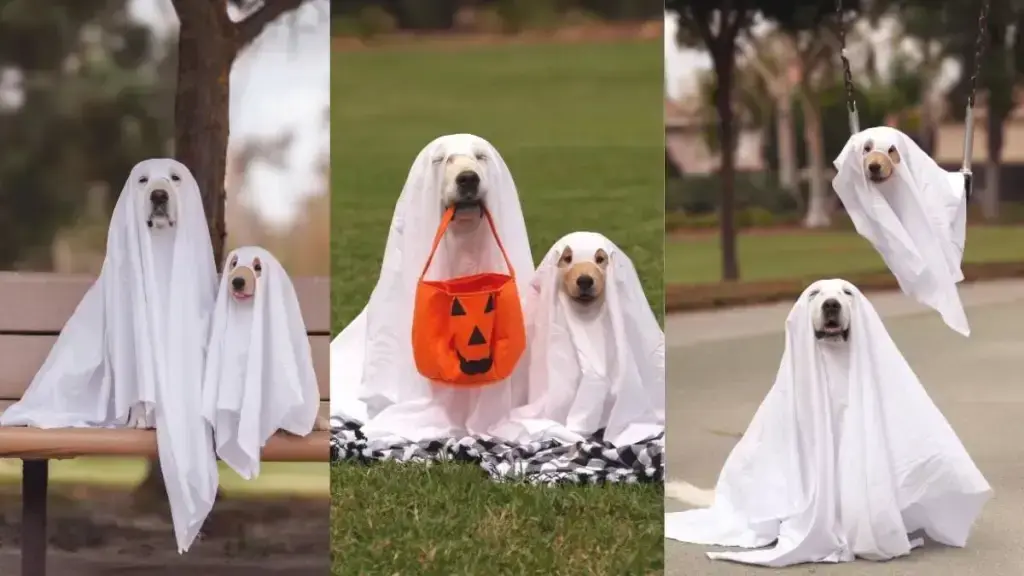 Golden Retriever Puppy Steals Halloween Spotlight with Adorable Ghost Pose