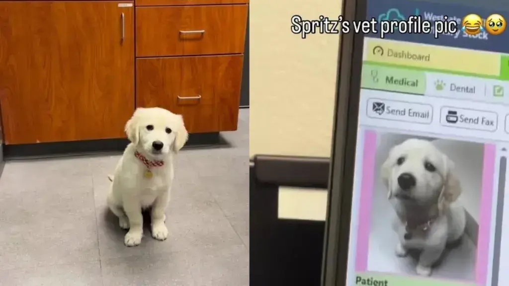 Golden Retriever Puppy Stuns Internet With Professional Vet Clinic Portrait