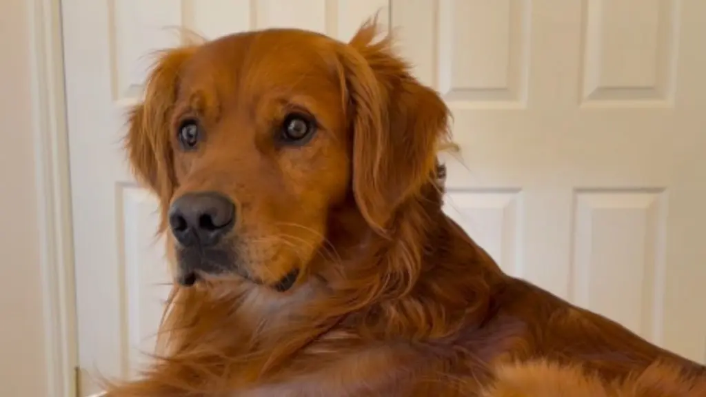 Golden Retriever Gets Asked About a ‘Past Life’ & His Response Has His Owner Doing a Double Take