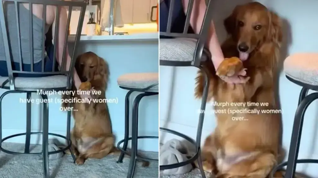 Golden Retriever Refuses to Let Houseguest Leave Without Holding Hands