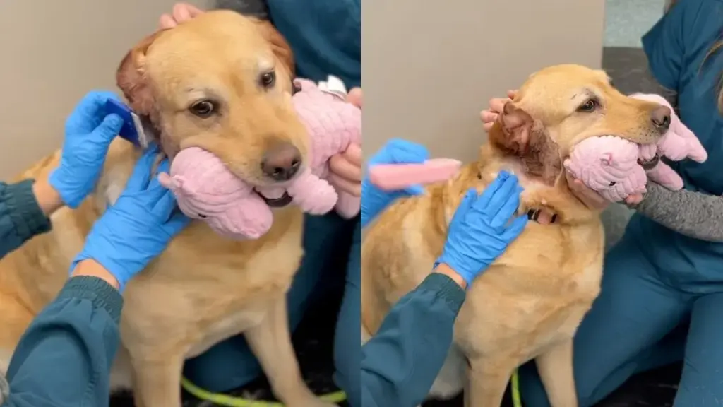 Golden Retriever Refuses to Part With Plush Toy During Vet Visit